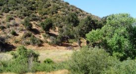 Deer Ranch