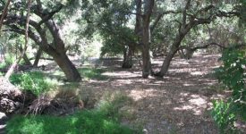 Siegel Park (FL#1224207sc)