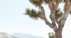 Double R Ranch