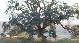 Ridge Route Ranch
