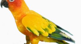 Animal Savvy