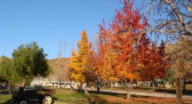 Amberwood Grove Ranch