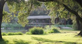 Golden Oak Ranch