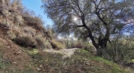 Open Sand Canyon Land