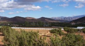 Double Star Ranch