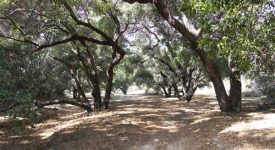 Rustic Oaks Ranch
