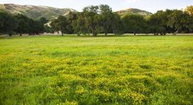 Golden Oak Ranch