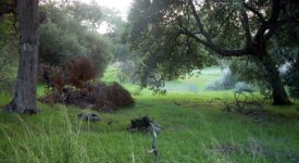 SCVL – Remsen St
