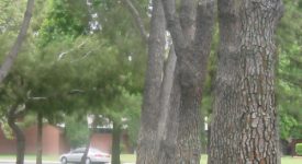 Newhall Park