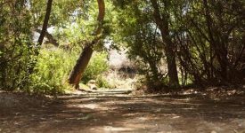 Polsa Rosa Movie Studio Ranch