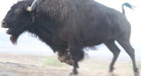 Ridge Route Ranch