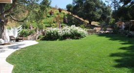 Springer Wildwood Canyon