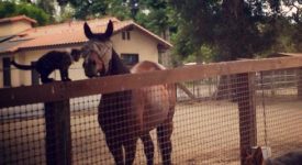 T R Ranch