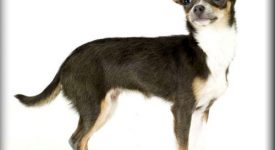 Animal Savvy
