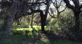 Acres in Sand Canyon