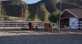 Carousel Ranch