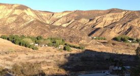 Cactus Flower Ranch