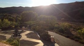 Cactus Flower Ranch