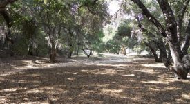 Rustic Oaks Ranch