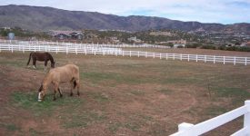 Double Star Ranch