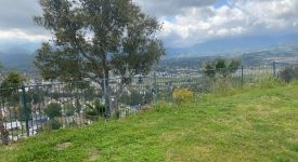back yard view