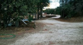 pine tree road