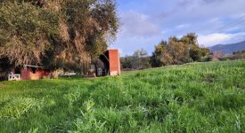 Enchanted Mini Forest Enchanted Mini Forest